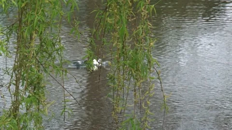 Tufted duck (Aythya fuligula) diving Stock Footage 62273368