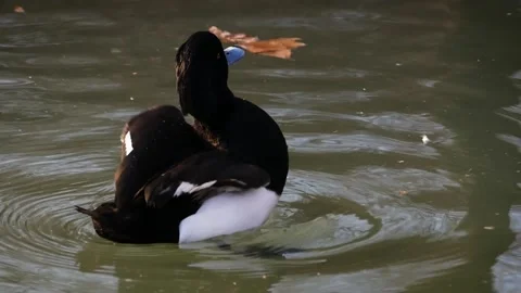 Tufted duck (Aythya fuligula) Video stock 175826063