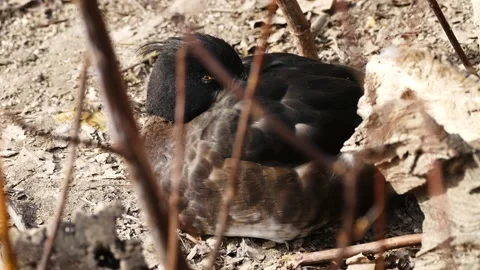 Tufted duck (Aythya fuligula) Stock Footage 181479287