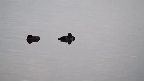 Tufted duck (Aythya fuligula) is sleeping Stock Footage 245493687