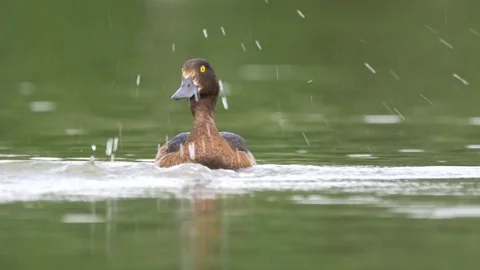 Tufted duck (Aythya fuligula) surprised by fish Stock Footage 79752987
