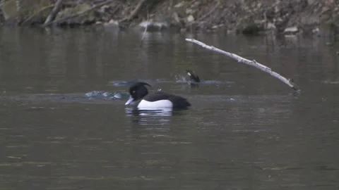Tufted duck dive into the water 스톡 동영상 262457035