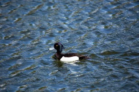 The tufted duck eats aquatic plants and invertebrates. Photographed at Phoeni Stock Photos