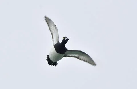 Tufted duck on a flight Stock Photos