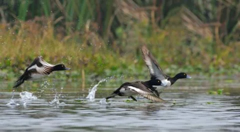 Tufted duck on a flight Stock Photos