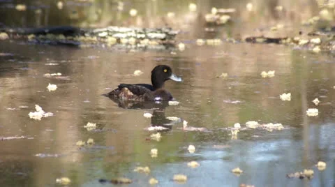 Tufted Duck, floating on the water Stock Footage 23232833