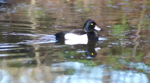 Tufted Duck, floating on the water Stock Footage 23236901