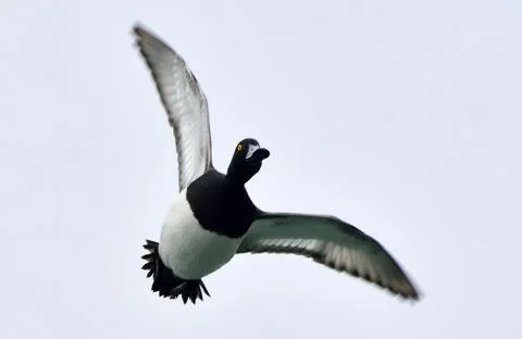 Tufted duck in fly Stock Photos
