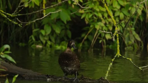 Tufted duck Stock Footage 247491544