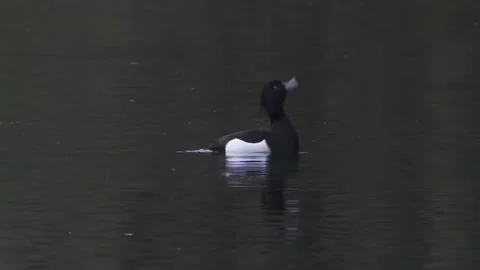 Tufted duck on a lake in spring Stock Footage 261872137