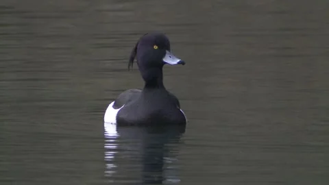 Tufted duck on a lake in spring Stock Footage 261872167