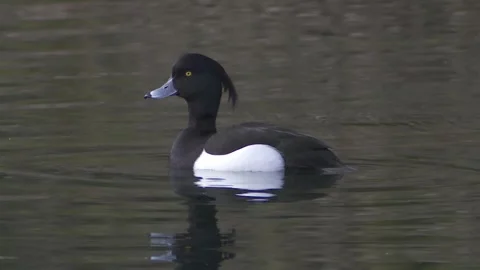 Tufted duck on a lake in spring Stock Footage 262456987