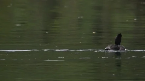 Tufted duck mating on a lake in spring Stock Footage 263876802