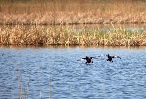 Tufted Duck Stock Photos