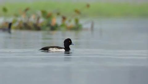 Tufted duck Stock Photos
