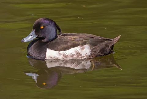 The Tufted Duck Stock Photos