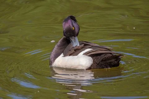 Tufted Duck Stock Photos