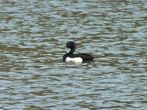 Tufted Duck Preening 2 Foto stock