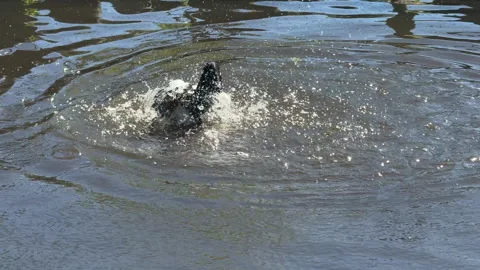 A tufted duck preening itself and making ripples in the water Stock-Footage 335629418
