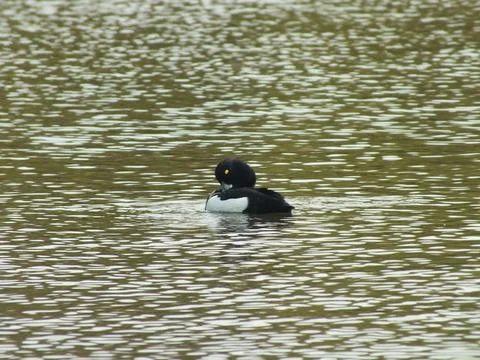 Tufted Duck Preening Foto stock