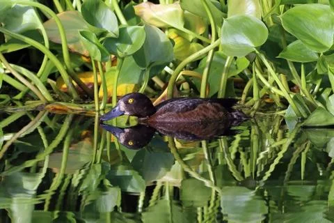 Tufted duck reflected in the lake Stock Photos