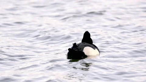 Tufted duck in a spin Vidéo 231328974