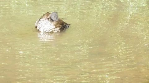Tufted duck splashing around Stock Footage 334570424