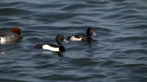 TUFTED DUCKS #1 Stock Footage 36215012