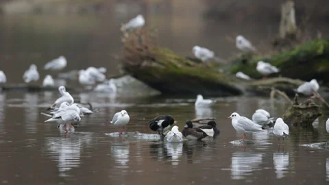 Tufted ducks and black headed gulls Stock Footage 168069083