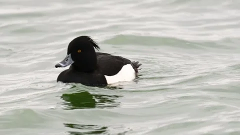 Tufted ducks Aythya fuligula in wintertime. Slow motion Stock-Footage 265312245