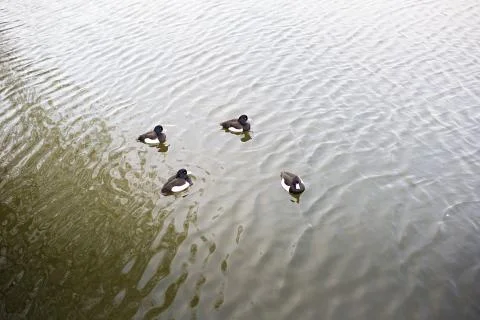 Tufted ducks Stock Photos