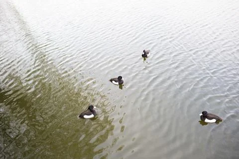 Tufted ducks Stock Photos