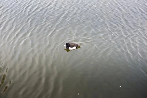 Tufted ducks Stock Photos