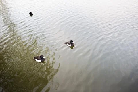 Tufted ducks Stock Photos