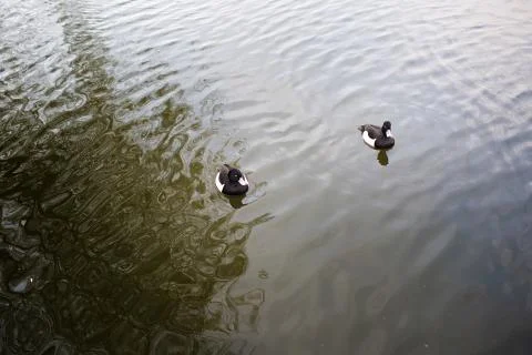 Tufted ducks Stock Photos
