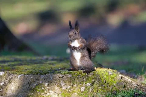 Tufted ear squirrel on moss covered ledge Stock Photos