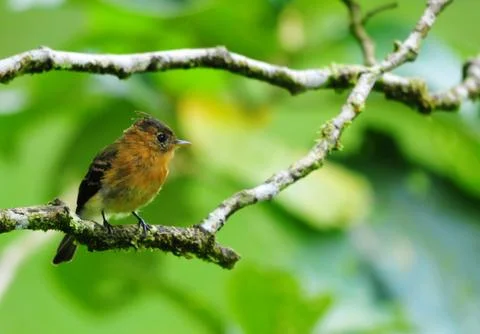 Tufted flycatcher Stock Photos