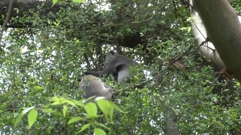 Tufted Gray Langur group sitting in tree eating green leaves closeup Stock Footage 79692377