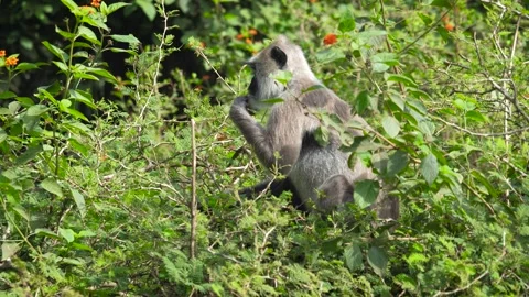 Tufted gray langur monkey foraging in lush green vegetation Video stock 308326377