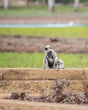 Tufted gray langur monkey sits on a stone wall holding its baby close while l Stock Photos