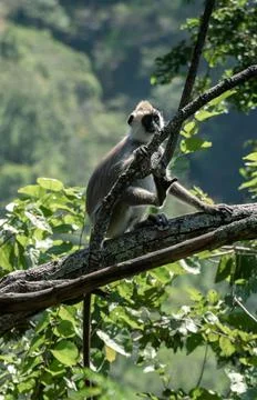 Tufted Gray Langur monkeys on a tree branch, are near-threatened species in S Stock Photos