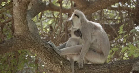 Tufted gray langur (Semnopithecus priam) baby suckling. Stock Footage 201096511
