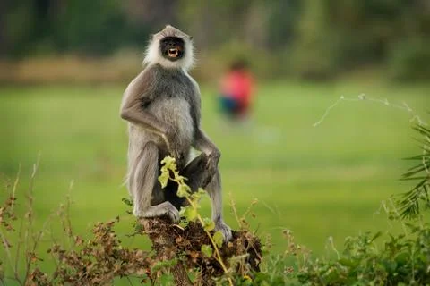 Tufted gray langur Semnopithecus priam also known Madras gray and Coromande.. Stock Photos