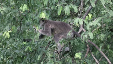 Tufted grey langur feed in rainforest tree Stock Footage 322668083
