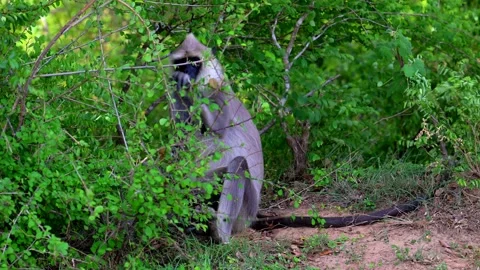 Tufted Grey Langur. Stock Footage 321476748