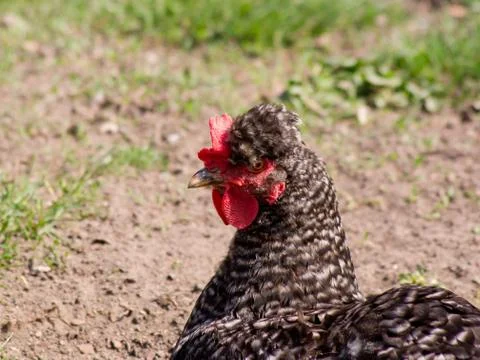 The Tufted hen. Stock Photos