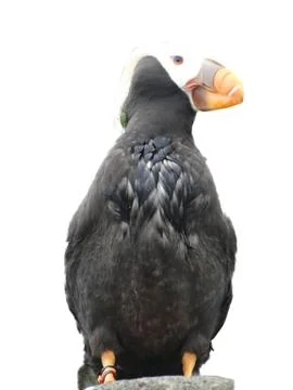 Tufted puffin, .. Stock Photos