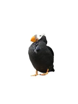 Tufted puffin, .. Stock Photos