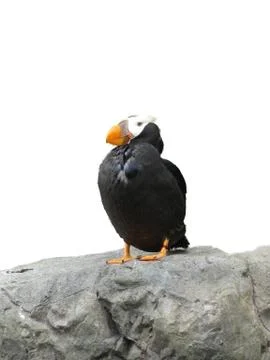 Tufted puffin, .. Stock Photos