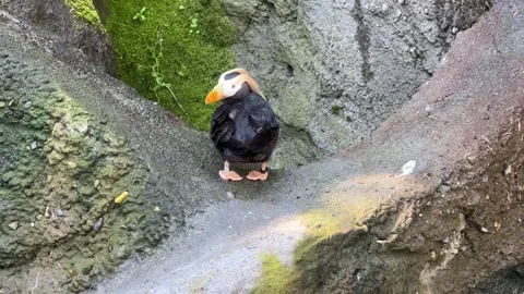 Tufted puffin preens its feathers on a mossy rock ledge Stock Footage 273180460